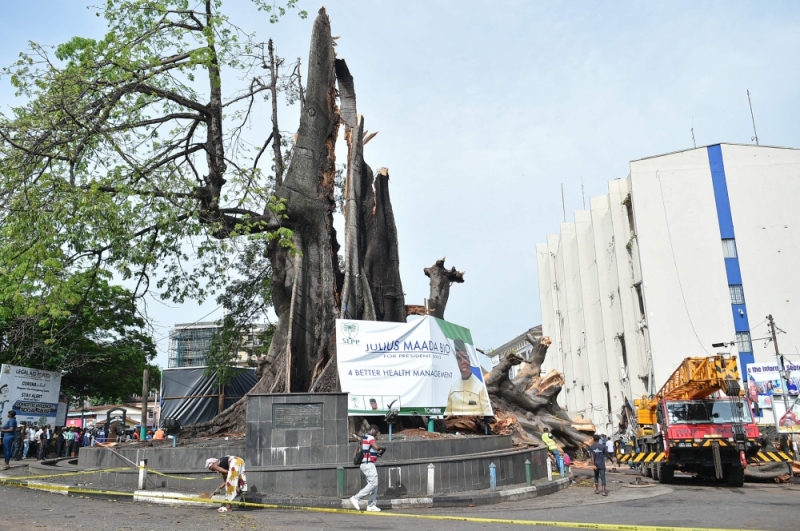 Storm  Destroys  Sierra Leone’s  Iconic  Cotton  Tree