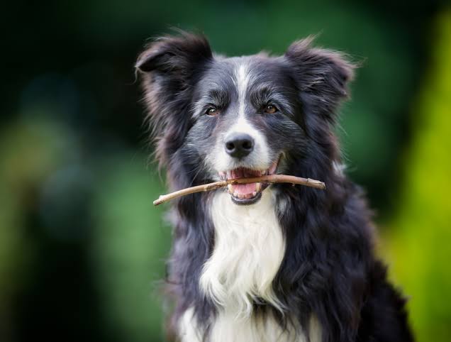 Dog disease that can jump to humans is spreading in Britain